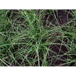 Dværg Zebragræs 'Little Zebra' Miscanthus Sinensis 'Little Zebra' Potte 2 Liter. -Osmosite Butik mi12750 miscanthus sinensis little zebra 0687