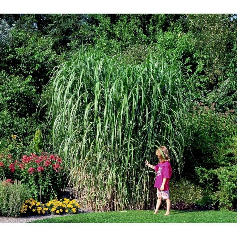 Stor Elefantgræs 'Giganteus' Miscanthus Sinensis 'Giganteus' Potte 2 Liter. 5 Stor Elefantgræs 'Giganteus' Miscanthus Sinensis 'Giganteus' Potte 2 Liter. - Billede 5