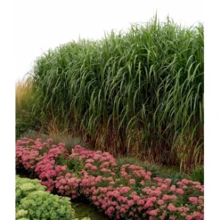 Stor Elefantgræs 'Giganteus' Miscanthus Sinensis 'Giganteus' Potte 2 Liter. 8 Stor Elefantgræs 'Giganteus' Miscanthus Sinensis 'Giganteus' Potte 2 Liter. -Osmosite Butik mi12758 miscanthus floridus 6a84