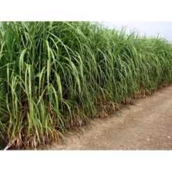 Stor Elefantgræs 'Giganteus' Miscanthus Sinensis 'Giganteus' Potte 2 Liter. 7 Stor Elefantgræs 'Giganteus' Miscanthus Sinensis 'Giganteus' Potte 2 Liter. -Osmosite Butik mi12758 miscanthus floridus e2c5