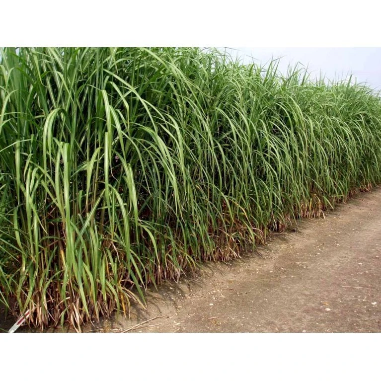 Stor Elefantgræs 'Giganteus' Miscanthus Sinensis 'Giganteus' Potte 2 Liter. 3 Stor Elefantgræs 'Giganteus' Miscanthus Sinensis 'Giganteus' Potte 2 Liter. - Billede 3