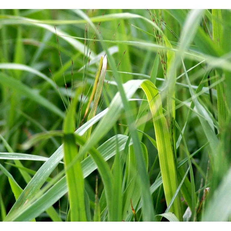 Pibegræs 'Transparent' Molinia Arundinacea 'Transparent' 1 Liter Potte 4 Pibegræs 'Transparent' Molinia Arundinacea 'Transparent' 1 Liter Potte - Billede 4