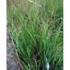 Staudehirse Panicum Virgatum 'Heavy Metal' 1 Liter Potte -Osmosite Butik mi12967 panicum virgatum heavy metal 1764