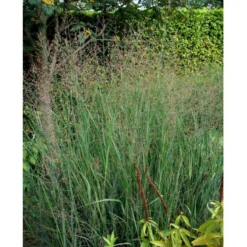Staudehirse Panicum Virgatum 'Heavy Metal' 1 Liter Potte -Osmosite Butik mi12967 panicum virgatum heavy metal 3770