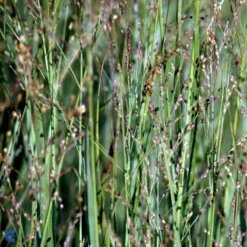 Staudehirse Panicum Virgatum 'Heavy Metal' 1 Liter Potte -Osmosite Butik mi12967 panicum virgatum heavy metal 3c8f