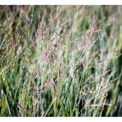 Staudehirse Panicum Virgatum 'Heavy Metal' 1 Liter Potte -Osmosite Butik mi12967 panicum virgatum heavy metal 8d62