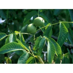 Almindelig Valnød Juglans Regia Heister 200-250 Cm. Med Potte -Osmosite Butik mi1351 juglans regia 4ad4