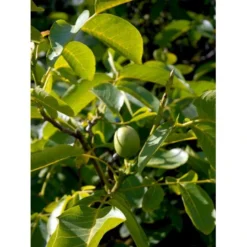 Almindelig Valnød Juglans Regia Heister 200-250 Cm. Med Potte -Osmosite Butik mi1351 juglans regia 5cb9