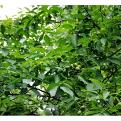 Almindelig Valnød Juglans Regia Heister 200-250 Cm. Med Potte -Osmosite Butik mi1351 juglans regia ab6e