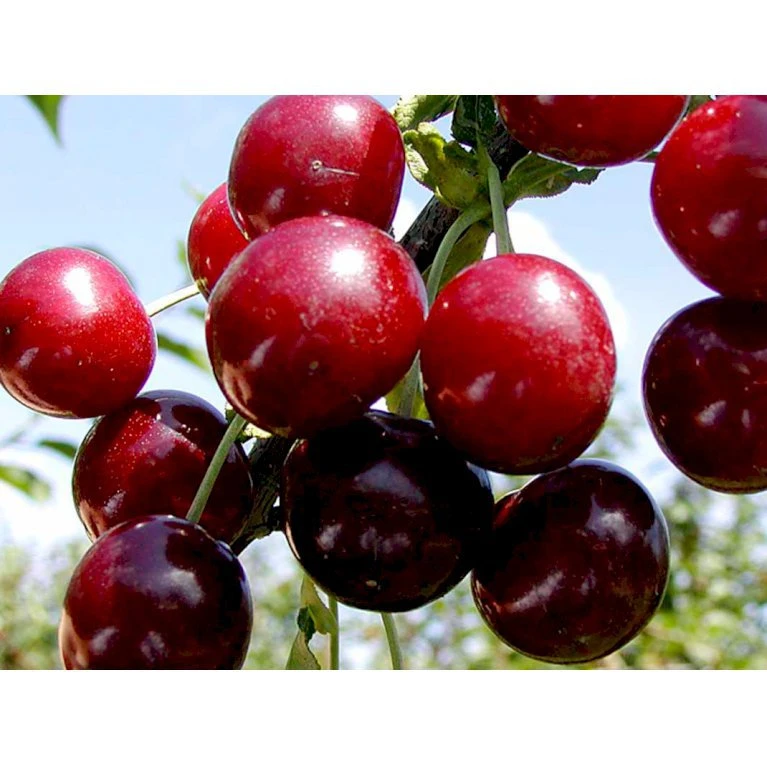 Sur Kirsebær Skyggemorel Prunus X Skyggemorel 4-8 Grene, 140-180 Cm. 10 Liter Potte 1 Sur Kirsebær Skyggemorel Prunus X Skyggemorel 4-8 Grene, 140-180 Cm. 10 Liter Potte