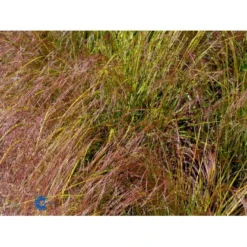 Sølvaksgræs Anemanthela Lessoniana (Stipa Arundinacea) 1 Liter Potte -Osmosite Butik mi14098 stipa arundinacea 3db5