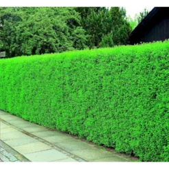 Liguster / Ligusterhæk 'Liga' Ligustrum Vulgare 'Liga' Potte 7,5 Liter 80-100 Cm -Osmosite Butik mi1441 ligustrum vulgare liga df75 1