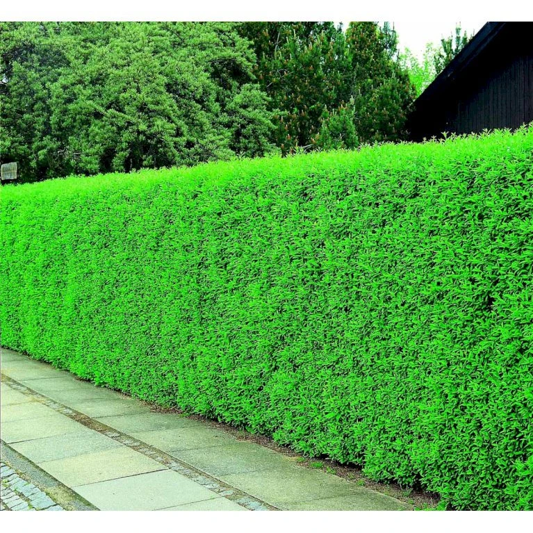 Liguster / Ligusterhæk 'Liga' Ligustrum Vulgare 'Liga' Barrods, -3 års (0/1/2) 100-125 Cm. Kraftig Hæk Kvalitet. 3 Liguster / Ligusterhæk 'Liga' Ligustrum Vulgare 'Liga' Barrods, -3 års (0/1/2) 100-125 Cm. Kraftig Hæk Kvalitet. - Billede 3