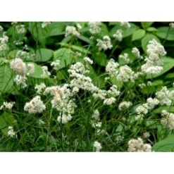 Snefrytle Luzula Nivea Plugs I Bakke -Osmosite Butik mi1477 luzula nivea 52df