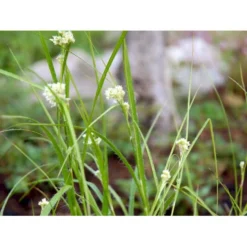 Snefrytle Luzula Nivea Plugs I Bakke -Osmosite Butik mi1477 luzula nivea d8c7