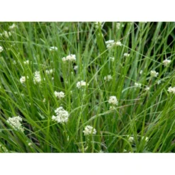 Snefrytle Luzula Nivea Plugs I Bakke -Osmosite Butik mi1477 luzula nivea dbdf