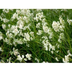 Snefrytle Luzula Nivea Plugs I Bakke -Osmosite Butik mi1477 luzula nivea f503