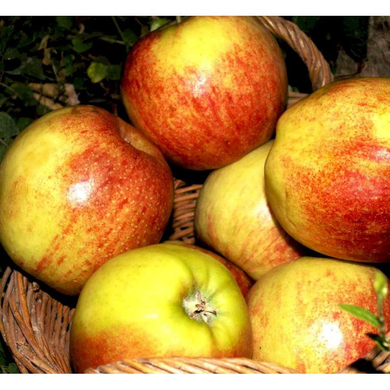 Æble 'Jonagold' Malus X 'Jonagold' Træ Med Sidegrene,- Stammeomkreds 20-25 Cm. Med Klump 1 Æble 'Jonagold' Malus X 'Jonagold' Træ Med Sidegrene,- Stammeomkreds 20-25 Cm. Med Klump