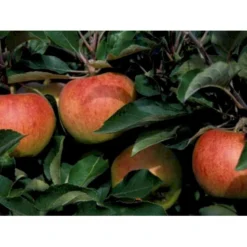 Æble 'Jonagold' Malus X 'Jonagold' Træ Med Sidegrene,- Stammeomkreds 20-25 Cm. Med Klump 5 Æble 'Jonagold' Malus X 'Jonagold' Træ Med Sidegrene,- Stammeomkreds 20-25 Cm. Med Klump -Osmosite Butik mi1532 malus domestica jonagold 9e85