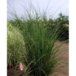 Smalbladet Elefantgræs 'Gracillimus' Miscanthus Sinensis 'Gracillimus' Potte 2 Liter. -Osmosite Butik mi1577 miscanthus sinensis gracillimus 2016