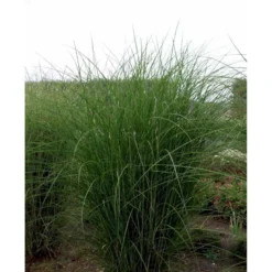 Smalbladet Elefantgræs 'Gracillimus' Miscanthus Sinensis 'Gracillimus' Potte 2 Liter. -Osmosite Butik mi1577 miscanthus sinensis gracillimus 3200
