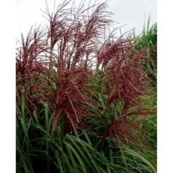 Elefantgræs 'Malepartus' Miscanthus Sinensis 'Malepartus' 3,0 Liter Potte