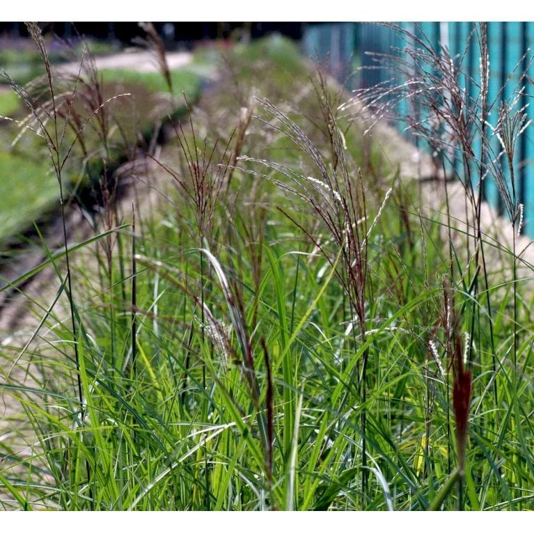 Elefantgræs 'Malepartus' Miscanthus Sinensis 'Malepartus' 3,0 Liter Potte 4 Elefantgræs 'Malepartus' Miscanthus Sinensis 'Malepartus' 3,0 Liter Potte - Billede 4