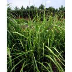 Zebragræs 'Strictus' Miscanthus Sinensis 'Strictus' Potte 2 Liter. -Osmosite Butik mi1579 miscanthus sinensis strictus 3167