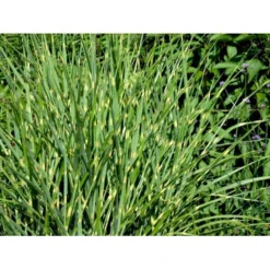 Zebragræs 'Strictus' Miscanthus Sinensis 'Strictus' Potte 2 Liter. -Osmosite Butik mi1579 miscanthus sinensis strictus a67a