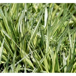 Blåtop 'Variegata' Molinia Caerulea 'Variegata' Potte 2 Liter. -Osmosite Butik mi1580 molinia caerulea variegata 885d