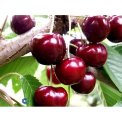 Sødkirsebær 'Skeena' - Selvbestøvende Prunus X 'Skeena' - Selvbestøvende 4-8 Grene, 130-170 Cm. 10 Liter Potte (Colt) -Osmosite Butik mi1973 prunus avium skeena 8ac0