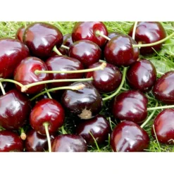 Sød Kirsebær 'Lapins' - Selvbestøvende Prunus X 'Lapins' - Selvbestøvende 4-8 Grene, 130-170 Cm. 10 Liter Potte (Colt) 7 Sød Kirsebær 'Lapins' - Selvbestøvende Prunus X 'Lapins' - Selvbestøvende 4-8 Grene, 130-170 Cm. 10 Liter Potte (Colt) -Osmosite Butik mi1979 prunus avium lapins a166