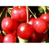 Sød Kirsebær 'Sunburst' - Selvbestøvende Prunus X 'Sunburst' - Selvbestøvende Dværgtræ, 3-5 Grene, 6,7 Liter Potte, 80-100 Cm.