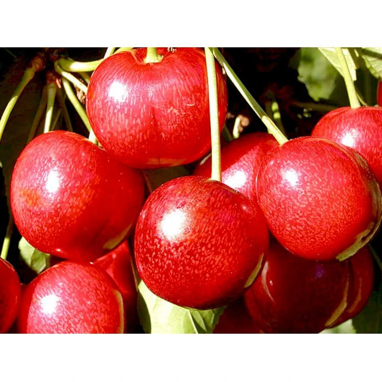 Sød Kirsebær 'Sunburst' - Selvbestøvende Prunus X 'Sunburst' - Selvbestøvende Dværgtræ, 3-5 Grene, 6,7 Liter Potte, 80-100 Cm. 1 Sød Kirsebær 'Sunburst' - Selvbestøvende Prunus X 'Sunburst' - Selvbestøvende Dværgtræ, 3-5 Grene, 6,7 Liter Potte, 80-100 Cm.