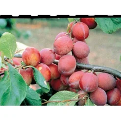 Blomme 'Jubileum' Prunus Domestica 'Jubileum' Dværgtræ, 3-5 Grene, 6,7 Liter Potte, 80-100 Cm. 5 Blomme 'Jubileum' Prunus Domestica 'Jubileum' Dværgtræ, 3-5 Grene, 6,7 Liter Potte, 80-100 Cm. -Osmosite Butik mi1995 prunus domestica jubileum 43bf