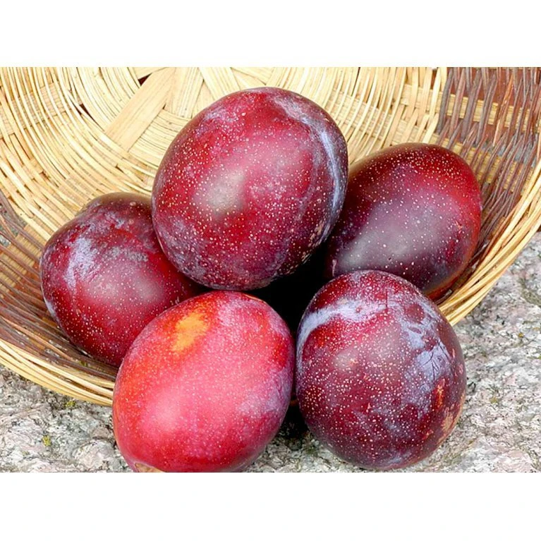 Blomme 'Jubileum' Prunus Domestica 'Jubileum' Dværgtræ, 3-5 Grene, 6,7 Liter Potte, 80-100 Cm. 1 Blomme 'Jubileum' Prunus Domestica 'Jubileum' Dværgtræ, 3-5 Grene, 6,7 Liter Potte, 80-100 Cm.