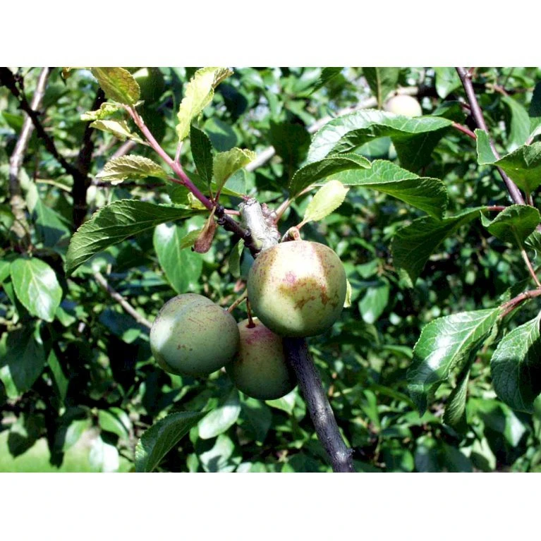 Blomme 'Grøn Reine Claude' Prunus Domestica 'R.C. Alm Grøn' 4-8 Grene, 130-170 Cm. 10 Liter Potte. (S.J.A.) 3 Blomme 'Grøn Reine Claude' Prunus Domestica 'R.C. Alm Grøn' 4-8 Grene, 130-170 Cm. 10 Liter Potte. (S.J.A.) - Billede 3