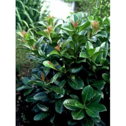 Kirsebærlaurbær 'Etna' Prunus Laurocerasus 'Etna' Potte 10 Liter,- 60-80 Cm. -Osmosite Butik mi2004 prunus laurocerasus etna b780 2