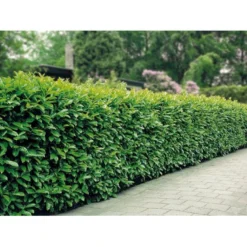 Kirsebærlaurbær 'Etna' Prunus Laurocerasus 'Etna' Potte 10 Liter,- 60-80 Cm. -Osmosite Butik mi2004 prunus laurocerasus etna cdcb 2