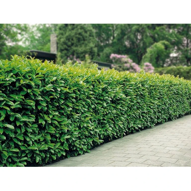 Kirsebærlaurbær 'Etna' Prunus Laurocerasus 'Etna' Med Klump,- 125-150 Cm. 4 Kirsebærlaurbær 'Etna' Prunus Laurocerasus 'Etna' Med Klump,- 125-150 Cm. - Billede 4