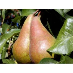 Pære 'Concorde' Pyrus Communis 'Concorde' Dværgtræ, 3-5 Grene, 6,7 Liter Potte, 80-100 Cm.