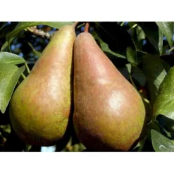 Pære 'Concorde' Pyrus Communis 'Concorde' Dværgtræ, 3-5 Grene, 6,7 Liter Potte, 80-100 Cm. -Osmosite Butik mi2096 pyrus communis concorde f8ed