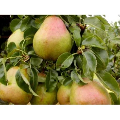 Pære 'Comice De Doyenne' Pyrus Communis 'Comice De Doyenne' 4-8 Grene. 120-160 Cm. Potte, (Kvæde A) 6 Pære 'Comice De Doyenne' Pyrus Communis 'Comice De Doyenne' 4-8 Grene. 120-160 Cm. Potte, (Kvæde A) -Osmosite Butik mi2100 pyrus communis doyenne de comice 4514