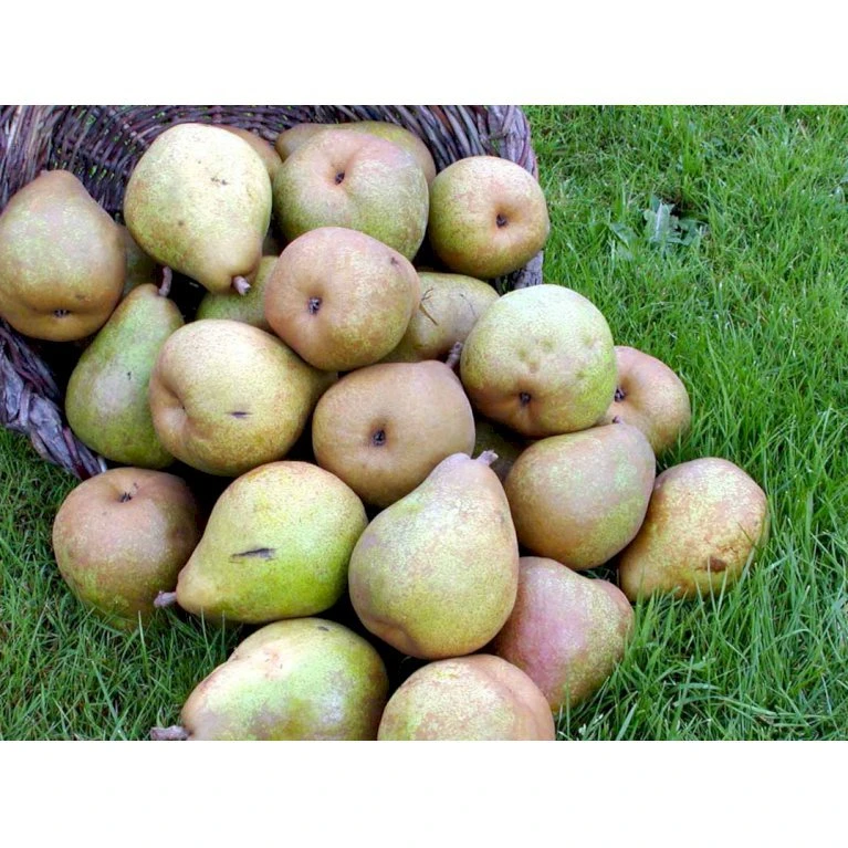 Pære 'Comice De Doyenne' Pyrus Communis 'Comice De Doyenne' 4-8 Grene. 120-160 Cm. Potte, (Kvæde A) 4 Pære 'Comice De Doyenne' Pyrus Communis 'Comice De Doyenne' 4-8 Grene. 120-160 Cm. Potte, (Kvæde A) - Billede 4