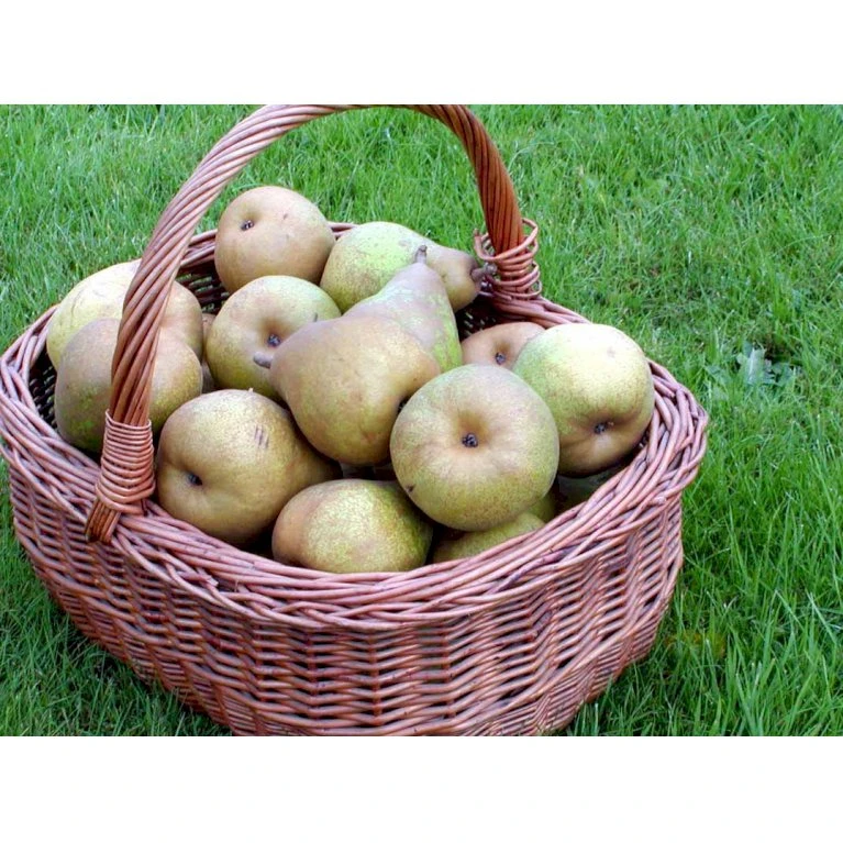 Pære 'Comice De Doyenne' Pyrus Communis 'Comice De Doyenne' 4-8 Grene. 120-160 Cm. Potte, (Kvæde A) 1 Pære 'Comice De Doyenne' Pyrus Communis 'Comice De Doyenne' 4-8 Grene. 120-160 Cm. Potte, (Kvæde A)