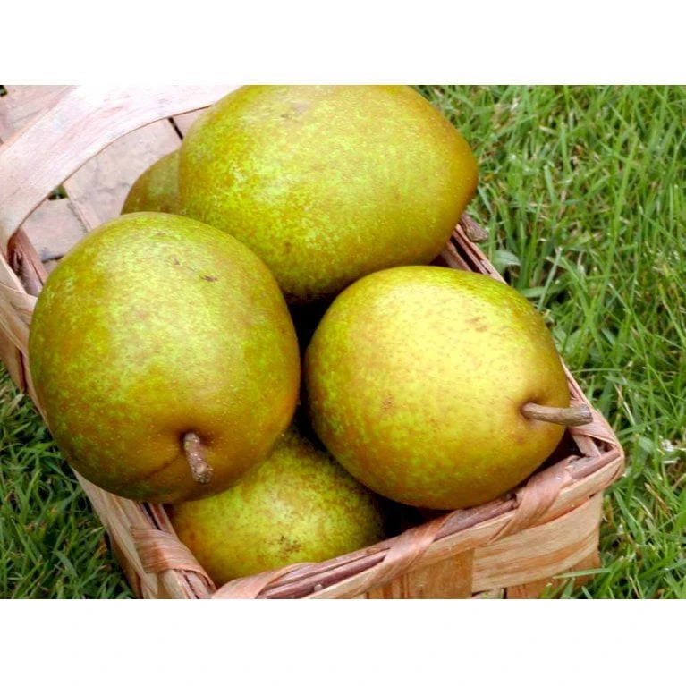 Pære 'Grev Moltke' Pyrus Communis 'Grev Moltke' 4-8 Grene. 120-160 Cm. Potte, (Kvæde A) 1 Pære 'Grev Moltke' Pyrus Communis 'Grev Moltke' 4-8 Grene. 120-160 Cm. Potte, (Kvæde A)