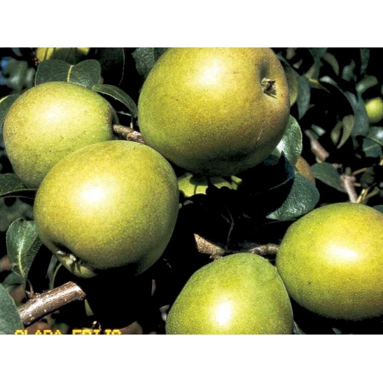 Pære 'Clara Frijs' Pyrus Communis 'Clara Frijs' Dværgtræ, 3-5 Grene, 6,7 Liter Potte, 80-100 Cm. 1 Pære 'Clara Frijs' Pyrus Communis 'Clara Frijs' Dværgtræ, 3-5 Grene, 6,7 Liter Potte, 80-100 Cm.