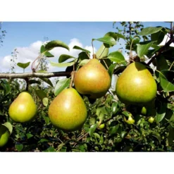 Pære 'Clara Frijs' Pyrus Communis 'Clara Frijs' Dværgtræ, 3-5 Grene, 6,7 Liter Potte, 80-100 Cm. 7 Pære 'Clara Frijs' Pyrus Communis 'Clara Frijs' Dværgtræ, 3-5 Grene, 6,7 Liter Potte, 80-100 Cm. -Osmosite Butik mi2107 pyrus communis clara frijs d1cd