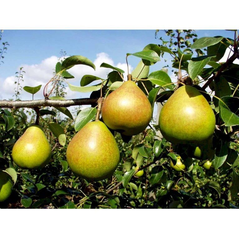 Pære 'Clara Frijs' Pyrus Communis 'Clara Frijs' Dværgtræ, 3-5 Grene, 6,7 Liter Potte, 80-100 Cm. 4 Pære 'Clara Frijs' Pyrus Communis 'Clara Frijs' Dværgtræ, 3-5 Grene, 6,7 Liter Potte, 80-100 Cm. - Billede 4