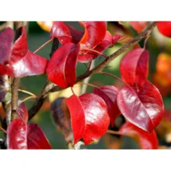 Pære 'Clara Frijs' Pyrus Communis 'Clara Frijs' Dværgtræ, 3-5 Grene, 6,7 Liter Potte, 80-100 Cm. 6 Pære 'Clara Frijs' Pyrus Communis 'Clara Frijs' Dværgtræ, 3-5 Grene, 6,7 Liter Potte, 80-100 Cm. -Osmosite Butik mi2107 pyrus communis clara frijs fae7